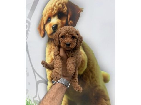 Toy poodle yavrularımız