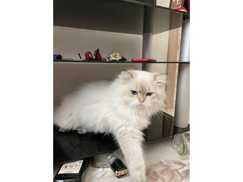 8 aylık 1 dişi ve 1 erkek british longhair