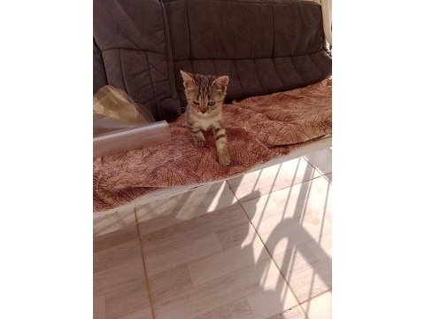 British shorthair yavrularım