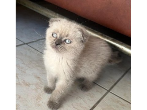 2 aylık scottish fold erkek muğla merkez ve çevresi