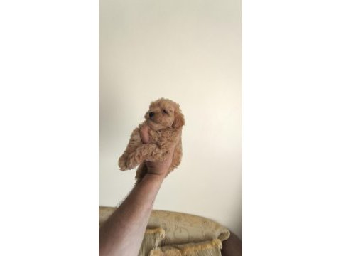 Maltipoo yavrular