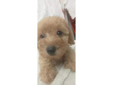 Toy poodle yavrumuz