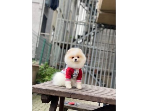 Güzellik harikası pomeranian bebekler