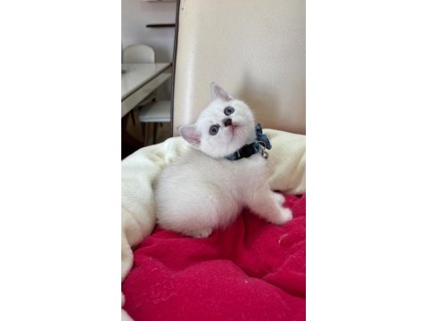 British shorthair erkek yavrumuza yuva uyguna