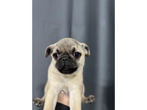 En üst kalite pug bebekler