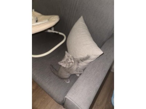 Tatlı british shorthair bebekler