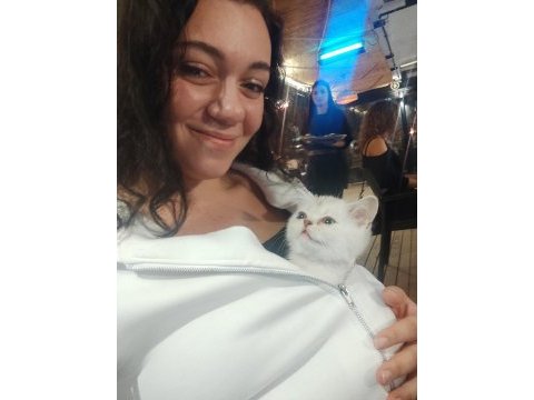 2 aylık safkan brıtısh shorthaır