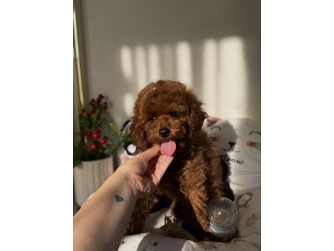 Kore poodle 3 aylık