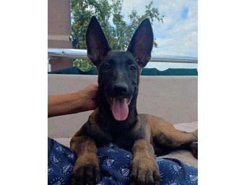 Fcı kıf şecereli aşılı ve çipli malinois yavrularım