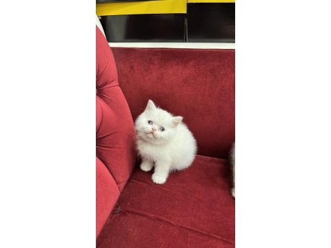 British shorthair & scottish fold yavrularımız
