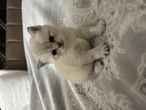 Safkan ve iri cins british shorthair anne altından