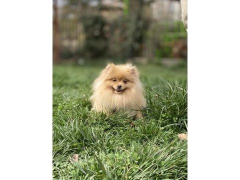 Açık renk üst kalite genç yetişkin dişi boo pomeranian
