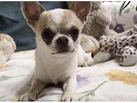 Chihuahua saf ırk