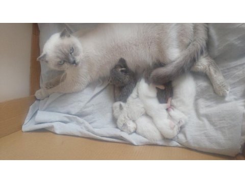 6 adet yavru kedimiz bulunmakta uyguna verilecektir