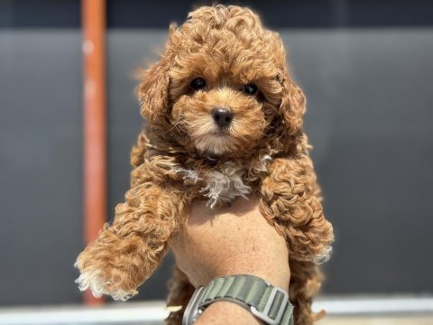 Petmode köpek çiftliğinde ziyarete açık kore maltipoo