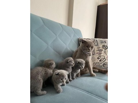 Scottish fold orjinal güzel bebekler