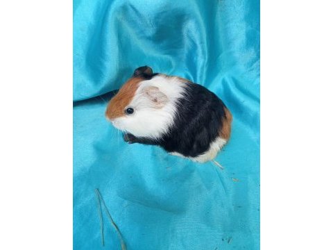 Ginepig yavrular