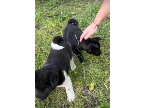 Amerikan akita yavrular