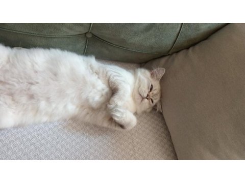 Oğluma yeni yuva arıyorum british longhair