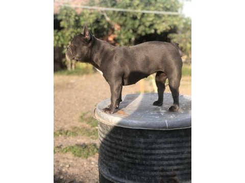 Dişi blue french bulldog