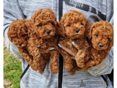 Toy poodle yavru bebekler