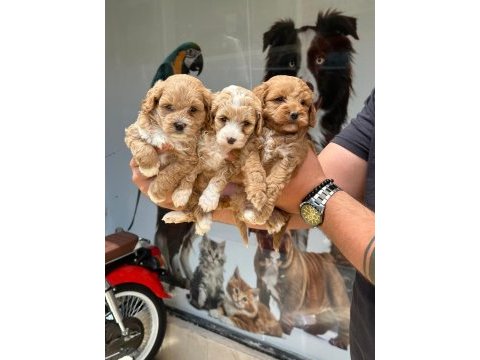 Kaliteli sevimli maltipoo yavruları