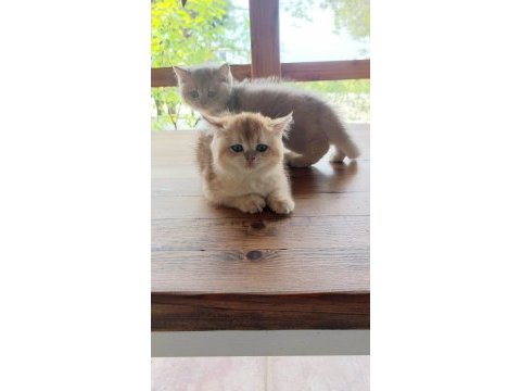 Şecereli british longhair yavrular sahiplendirilecektir