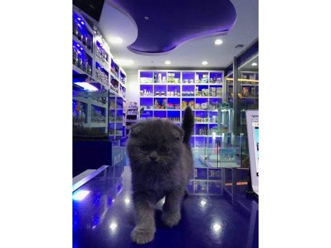 Scottish fold yavrularımız