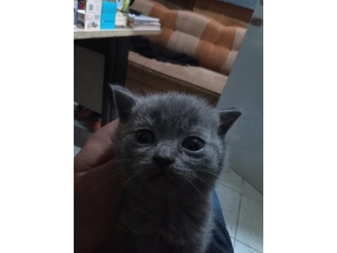 Hayran kalacağınız british shorthair yavrular