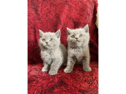 Yeni yuvalarına gitmeye hazır british shorthair bebekler