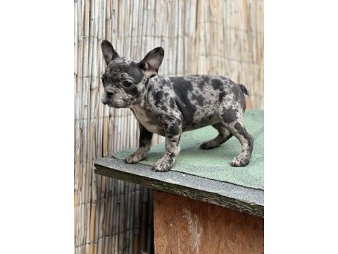 French bulldog yavrularımız sağlıklı ve özeldir