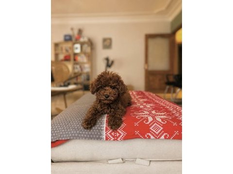Tuvalet eğitimli toy poodle bebekler