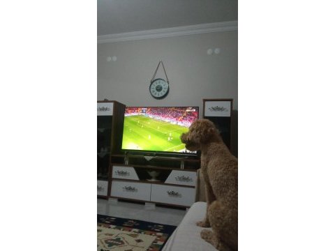 Tooy poodle erkek goffy