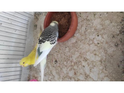 Yavrulu yumurtalı muhabbet kuşlar