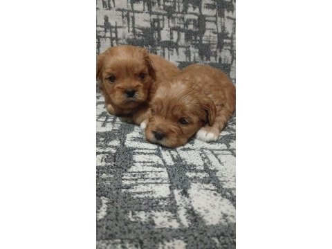 Rezerve açık yavrular kg cm garantili maltipoo