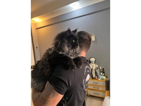 Saf kan şecereli siyah aslan maine coon yavruları
