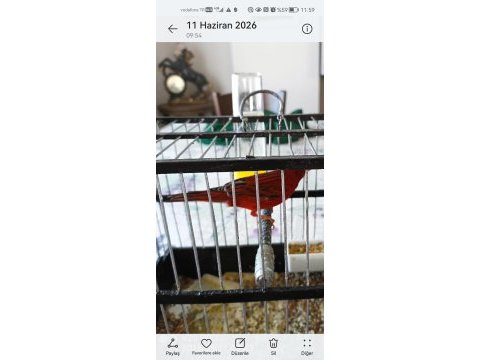 Bir takım üst vasıf bakiri kanarya