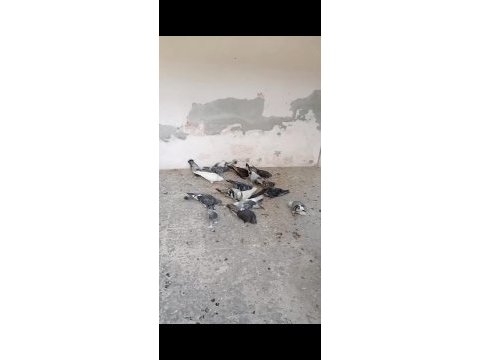 Sahiplendirilecek güvercinler