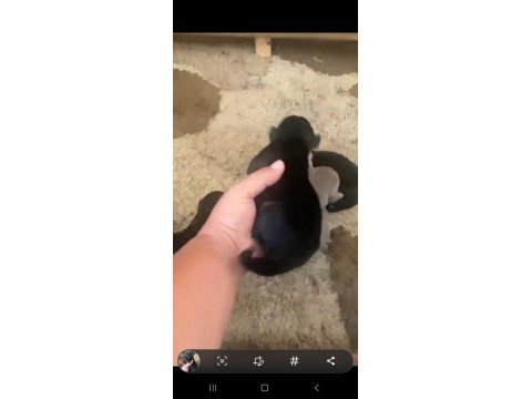 Doberman özel renk bebeklerimiz için acele edin