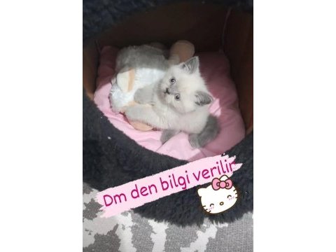 Blue point dışı teslime hazır kediler