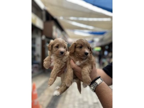 Orijinal sağlıklı aşılı maltipoo