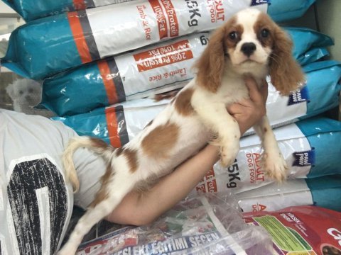 Cavalier king charles yavrular