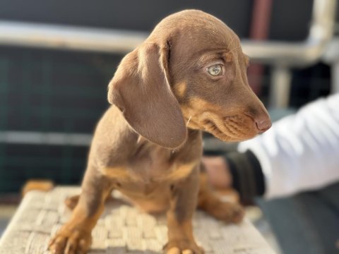 Petmode köpek çiftliğinde ziyarete açık dachshund