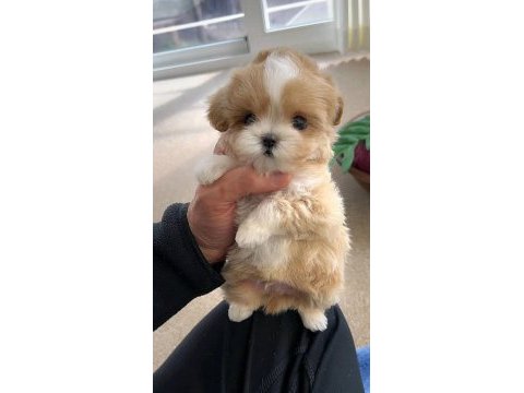 Eğitimli kore kan maltipoo bebeklerimiz