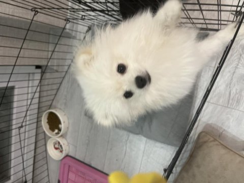 Yavru beyaz pomeranian