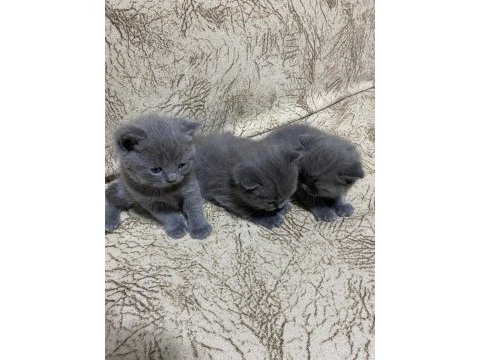 Yavru british shorthair sahiplendirilecektir