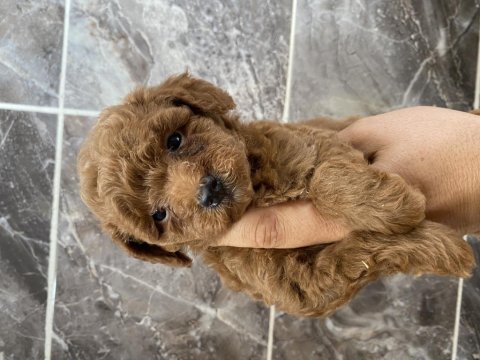 Orjinal toy poodle minyatür yavrular