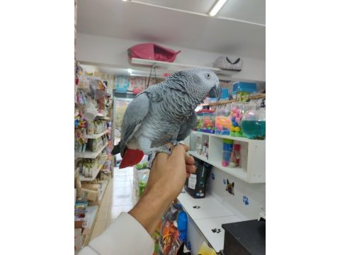 Evcil 2 buçuk yaşında jako papağanı