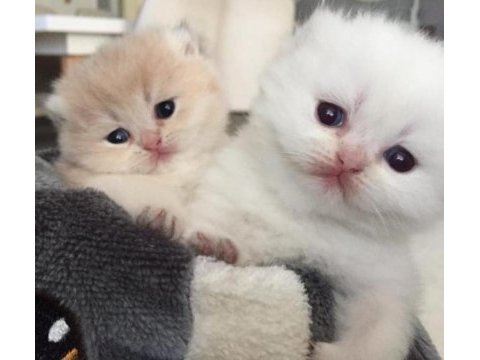 11 aylık sağlık sebebi dolasıyla verilecek british shorthair