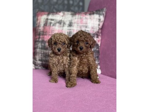 Ev üretimi show kalite toy poodle bebekler
